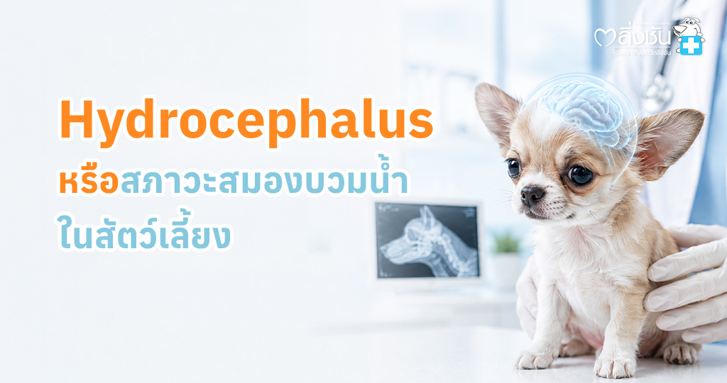 สุนัขพันธุ์เล็กที่มีภาวะสมองบวมน้ำ พร้อมข้อมูลอาการ สาเหตุ และแนวทางการรักษา