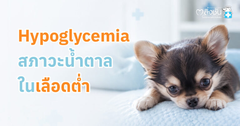 ภาวะน้ำตาลในเลือดต่ำ (Hypoglycemia) ในลูกสุนัข อธิบายสาเหตุ อาการที่ควรสังเกต วิธีปฐมพยาบาลเบื้องต้น และลูกสุนัขกลุ่มเสี่ยง พร้อมแนะนำให้รีบพาพบสัตวแพทย์เมื่อมีอาการผิดปกติ