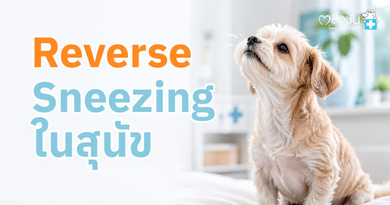 อินโฟกราฟิกให้ความรู้เรื่อง Reverse Sneezing หรือการจามย้อนกลับในสุนัข