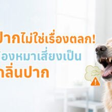 สุนัขอ้าปากให้ตรวจช่องปาก พร้อมข้อมูลเตือนว่ากลิ่นปากอาจเป็นสัญญาณของโรค