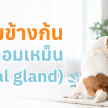 สุนัขมีภาวะต่อมข้างก้นอุดตัน แสดงอาการเอาก้นไถพื้นและเลียบริเวณทวารหนัก