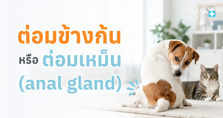 สุนัขมีภาวะต่อมข้างก้นอุดตัน แสดงอาการเอาก้นไถพื้นและเลียบริเวณทวารหนัก