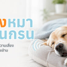 สุนัขกำลังนอนหลับ พร้อมข้อมูลสาเหตุที่ทำให้น้องหมานอนกรน และวิธีดูแลเบื้องต้น