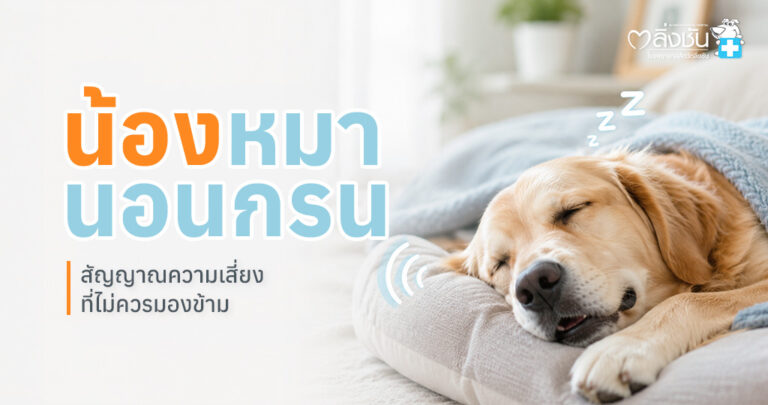 สุนัขกำลังนอนหลับ พร้อมข้อมูลสาเหตุที่ทำให้น้องหมานอนกรน และวิธีดูแลเบื้องต้น