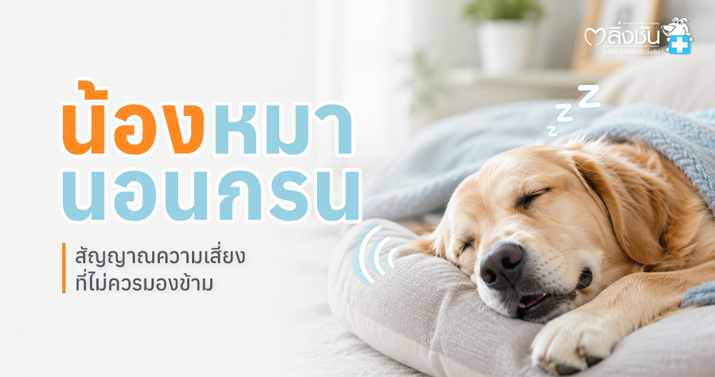 สุนัขกำลังนอนหลับ พร้อมข้อมูลสาเหตุที่ทำให้น้องหมานอนกรน และวิธีดูแลเบื้องต้น