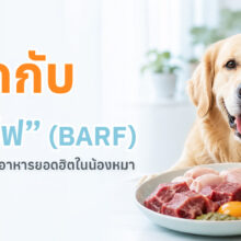 อาหารบาร์ฟสำหรับสุนัข ประกอบด้วยเนื้อดิบ กระดูก และผักผลไม้