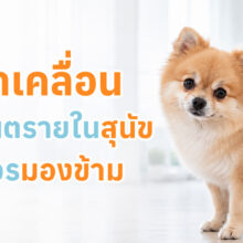สุนัขกำลังตรวจข้อเข่ากับสัตวแพทย์ พร้อมข้อมูลโรคสะบ้าเคลื่อน สาเหตุ อาการ และแนวทางการรักษา