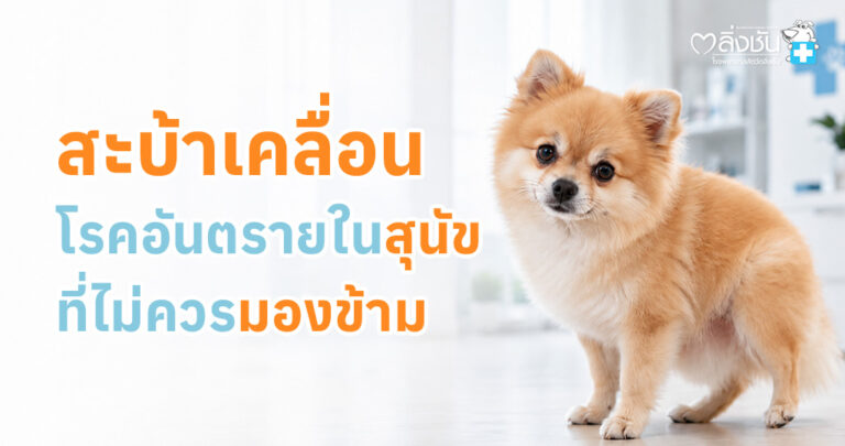 สุนัขกำลังตรวจข้อเข่ากับสัตวแพทย์ พร้อมข้อมูลโรคสะบ้าเคลื่อน สาเหตุ อาการ และแนวทางการรักษา