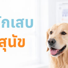 สุนัขมีอาการหูอักเสบ สะบัดหัว เกาหู และหูบวมแดง
