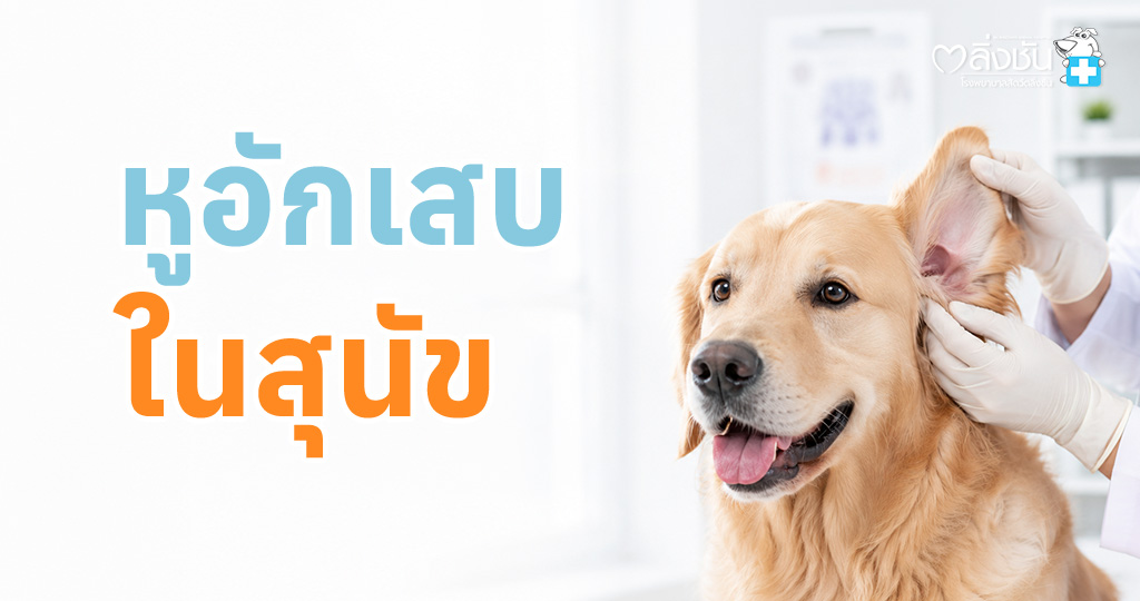 สุนัขมีอาการหูอักเสบ สะบัดหัว เกาหู และหูบวมแดง