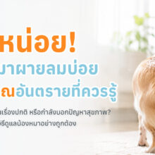 สุนัขผายลมบ่อยจากปัญหาระบบทางเดินอาหารหรือพฤติกรรมการกิน