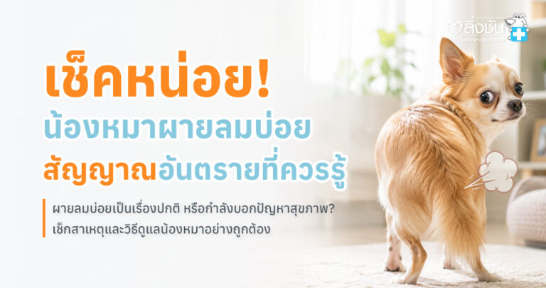 สุนัขผายลมบ่อยจากปัญหาระบบทางเดินอาหารหรือพฤติกรรมการกิน