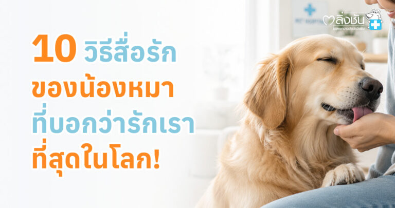 แนะนำ 10 พฤติกรรมที่บ่งบอกว่าสุนัขกำลังแสดงความรักและความไว้ใจต่อเจ้าของ