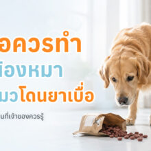 แนะนำวิธีปฐมพยาบาลเบื้องต้นเมื่อสงสัยว่าสุนัขหรือแมวได้รับยาเบื่อ