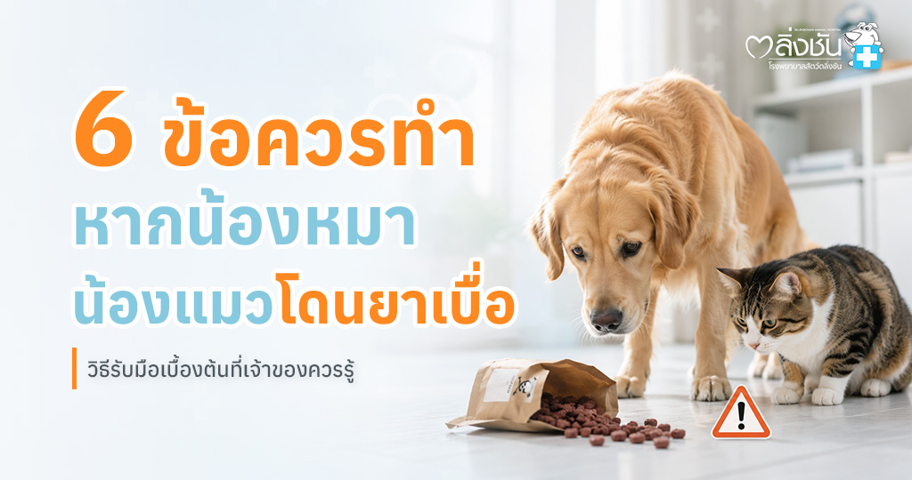 แนะนำวิธีปฐมพยาบาลเบื้องต้นเมื่อสงสัยว่าสุนัขหรือแมวได้รับยาเบื่อ