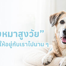 สุนัขสูงวัยนอนพักอย่างสบาย พร้อมข้อมูลแนะนำการดูแลสุขภาพในวัยชรา