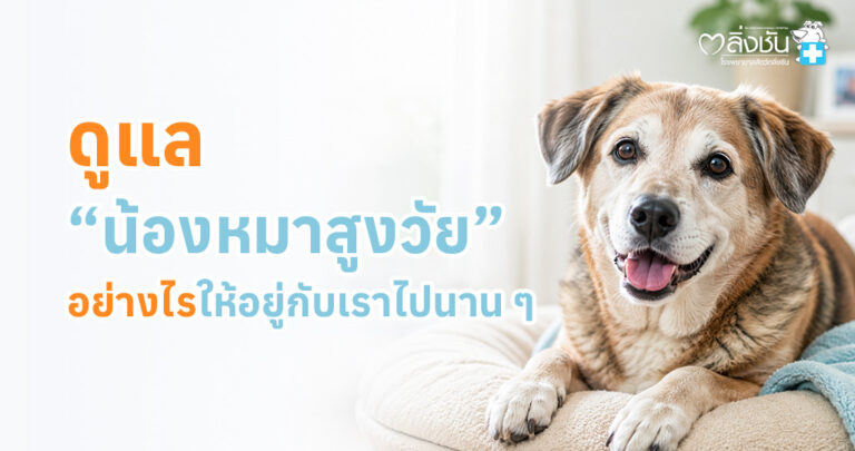 สุนัขสูงวัยนอนพักอย่างสบาย พร้อมข้อมูลแนะนำการดูแลสุขภาพในวัยชรา