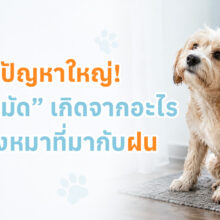 วิธีป้องกันเห็บหมัดในสุนัข พร้อมโรคที่เห็บหมัดนำมา