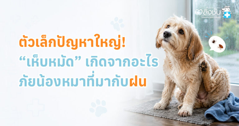 วิธีป้องกันเห็บหมัดในสุนัข พร้อมโรคที่เห็บหมัดนำมา
