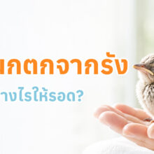 อินโฟกราฟิกให้ความรู้วิธีช่วยเหลือลูกนกที่ตกจากรังอย่างถูกต้อง