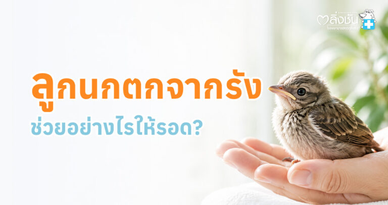 อินโฟกราฟิกให้ความรู้วิธีช่วยเหลือลูกนกที่ตกจากรังอย่างถูกต้อง