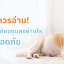 สุนัขตั้งท้องมีการเปลี่ยนแปลงทั้งรูปร่างและพฤติกรรม เช่น กินมากขึ้น นอนมากขึ้น ท้องและเต้านมขยาย ปัสสาวะบ่อย และเริ่มเตรียมรัง พร้อมแนะนำการดูแล การเตรียมคลอด และข้อควรระวังเพื่อให้แม่และลูกสุนัขปลอดภัย