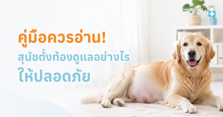สุนัขตั้งท้องมีการเปลี่ยนแปลงทั้งรูปร่างและพฤติกรรม เช่น กินมากขึ้น นอนมากขึ้น ท้องและเต้านมขยาย ปัสสาวะบ่อย และเริ่มเตรียมรัง พร้อมแนะนำการดูแล การเตรียมคลอด และข้อควรระวังเพื่อให้แม่และลูกสุนัขปลอดภัย