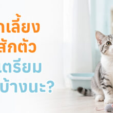 อุปกรณ์พื้นฐานสำหรับเริ่มเลี้ยงแมว เช่น กระบะทราย ชามอาหาร อาหาร กรง ของเล่น และปลอกคอ