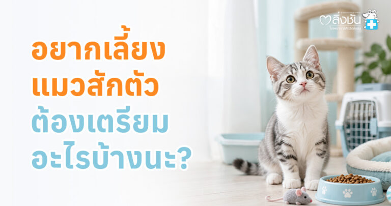 อุปกรณ์พื้นฐานสำหรับเริ่มเลี้ยงแมว เช่น กระบะทราย ชามอาหาร อาหาร กรง ของเล่น และปลอกคอ