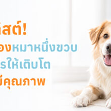 ลูกสุนัขช่วงขวบปีแรกกำลังเติบโต ได้รับอาหาร ออกกำลังกาย และดูแลสุขภาพอย่างเหมาะสม