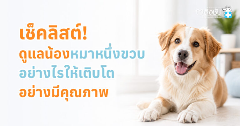 ลูกสุนัขช่วงขวบปีแรกกำลังเติบโต ได้รับอาหาร ออกกำลังกาย และดูแลสุขภาพอย่างเหมาะสม