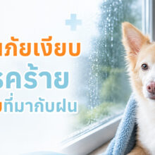 สุนัขในช่วงหน้าฝนได้รับการดูแลหลังเปียกฝน พร้อมเฝ้าระวังโรคที่พบบ่อย เช่น โรคผิวหนัง โรคทางเดินหายใจ และพยาธิในเม็ดเลือด
