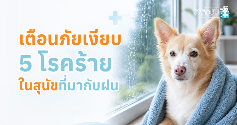 สุนัขในช่วงหน้าฝนได้รับการดูแลหลังเปียกฝน พร้อมเฝ้าระวังโรคที่พบบ่อย เช่น โรคผิวหนัง โรคทางเดินหายใจ และพยาธิในเม็ดเลือด