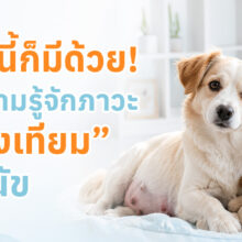 สุนัขเพศเมียมีเต้านมขยายและแสดงพฤติกรรมคล้ายตั้งท้อง พร้อมข้อมูลเกี่ยวกับภาวะท้องเทียมในสุนัข