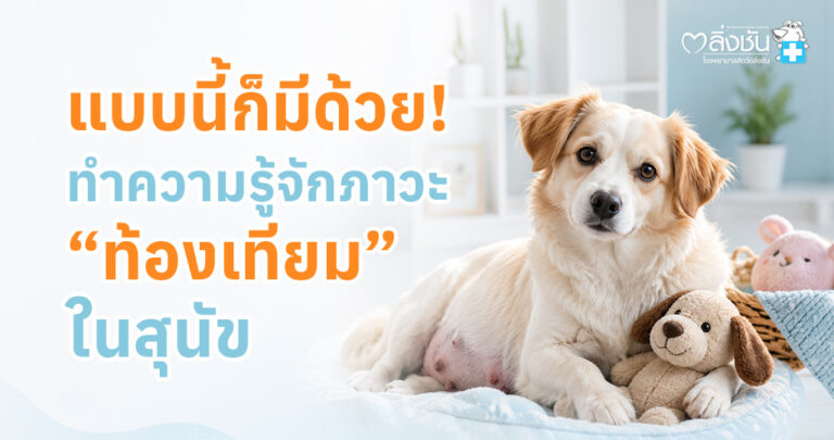 สุนัขเพศเมียมีเต้านมขยายและแสดงพฤติกรรมคล้ายตั้งท้อง พร้อมข้อมูลเกี่ยวกับภาวะท้องเทียมในสุนัข
