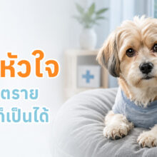 สุนัขกำลังเข้ารับการตรวจหัวใจโดยสัตวแพทย์ พร้อมข้อมูลเกี่ยวกับโรคหัวใจในสุนัข