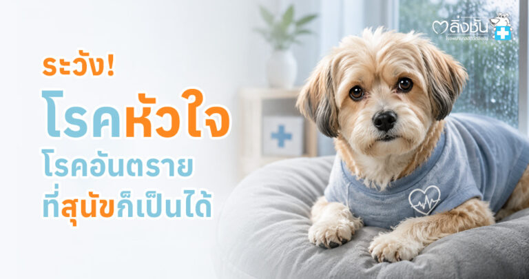 สุนัขกำลังเข้ารับการตรวจหัวใจโดยสัตวแพทย์ พร้อมข้อมูลเกี่ยวกับโรคหัวใจในสุนัข