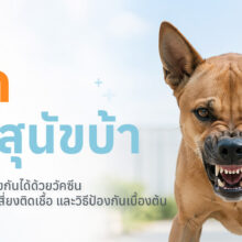 สุนัขและแมวกำลังรับวัคซีนป้องกันโรคพิษสุนัขบ้า พร้อมข้อมูลการป้องกันและการรับมือเมื่อถูกสัตว์กัด