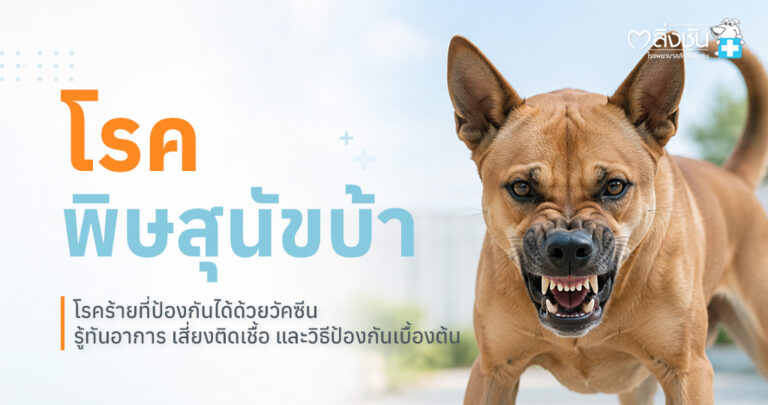 สุนัขและแมวกำลังรับวัคซีนป้องกันโรคพิษสุนัขบ้า พร้อมข้อมูลการป้องกันและการรับมือเมื่อถูกสัตว์กัด