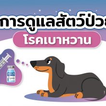 การดูแลสัตว์เป็นเบาหวาน