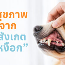 ภาพเปรียบเทียบสีเหงือกสุนัข พร้อมอธิบายความหมายของสีเหงือกแต่ละแบบ