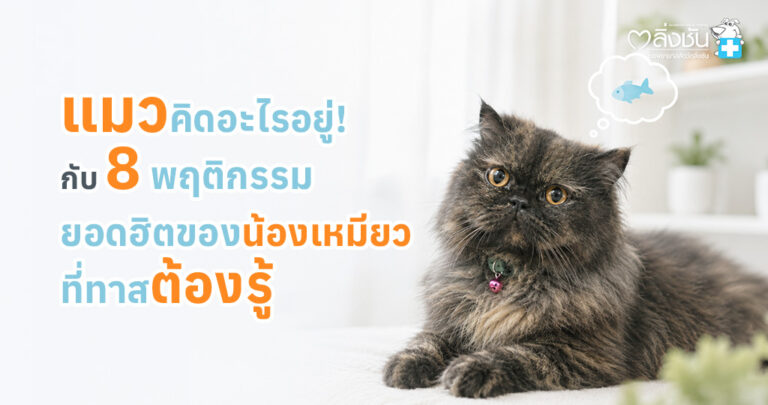 ความหมายของพฤติกรรมแมวที่เจ้าของควรรู้