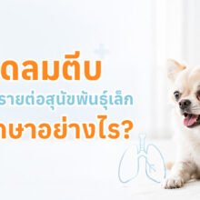 ข้อมูลเกี่ยวกับโรคหลอดลมตีบในสุนัข อธิบายอาการ สาเหตุ วิธีรักษา และการดูแลสุนัขที่มีปัญหาระบบทางเดินหายใจ