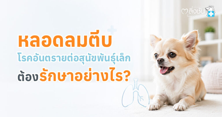 ข้อมูลเกี่ยวกับโรคหลอดลมตีบในสุนัข อธิบายอาการ สาเหตุ วิธีรักษา และการดูแลสุนัขที่มีปัญหาระบบทางเดินหายใจ