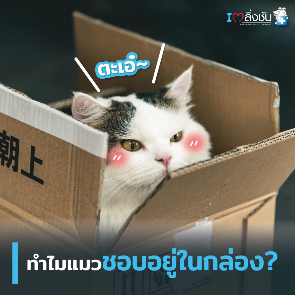 ทำไมแมวชอบอยู่ในกล่อง