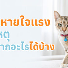 แมวมีอาการหายใจแรงและหายใจลำบาก สัตวแพทย์กำลังตรวจเพื่อหาสาเหตุของความผิดปกติในระบบทางเดินหายใจ