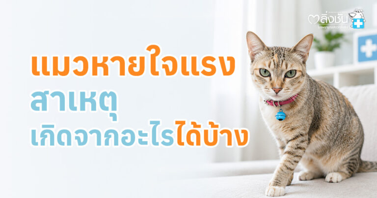 แมวมีอาการหายใจแรงและหายใจลำบาก สัตวแพทย์กำลังตรวจเพื่อหาสาเหตุของความผิดปกติในระบบทางเดินหายใจ