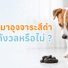 บทความที่อธิบายเกี่ยวกับสาเหตุที่ทำให้อุจาระของสุนัขเป็นสีดำ