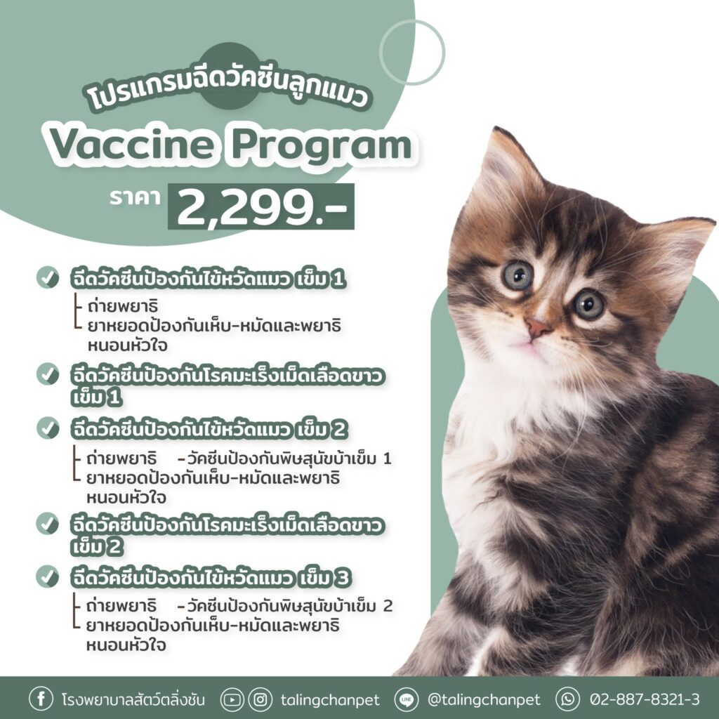 โปรแกรมฉีดวัคซีนลูกแมว