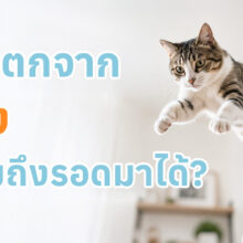 แมวตกจากที่สูงอันตรายไหม ต้องดูแลยังไง